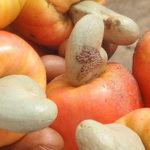 Cashew Nut